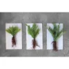 15" X 21" Set Of 3 Artificial Faux Ferns Plant With Exposed Roots - Storied Home