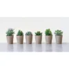 Set Of 6 6" X 4" Artificial Faux Succulent Plants In Paper Pots - Storied Home 2 Set Of 6 6" X 4" Artificial Faux Succulent Plants In Paper Pots - Storied Home -Interio Store GUEST 5602bb86 780e 442b 9e42 6c4ca10ad3ca