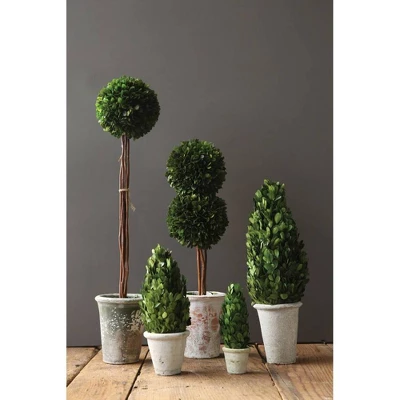 Boxwood Cone Topiary - Storied Home 4 Boxwood Cone Topiary - Storied Home - Image 2
