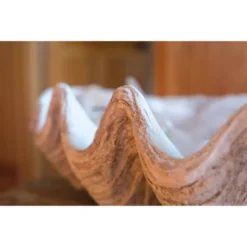 Magnesia Oxide Seashell Decoration