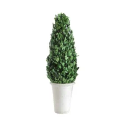 Boxwood Cone Topiary - Storied Home